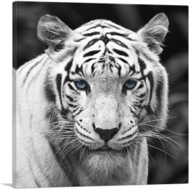 White Tiger Blue Eyes Staring Square-1-Panel-18x18x1.5 Thick