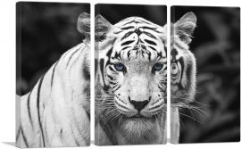 White Tiger Staring Blue Eyes Pop-3-Panels-90x60x1.5 Thick
