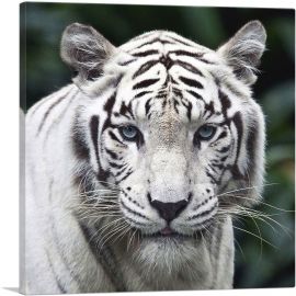 White Tiger Staring Square-1-Panel-18x18x1.5 Thick