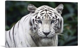 White Tiger Staring