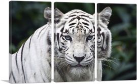 White Tiger Staring-3-Panels-60x40x1.5 Thick