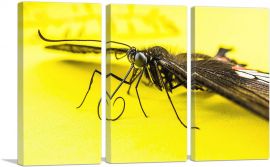 Butterfly on Yellow Flower Home decor-3-Panels-60x40x1.5 Thick