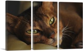 Abyssinian Cat Portrait-3-Panels-90x60x1.5 Thick
