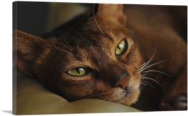 Abyssinian Cat Portrait-1-Panel-18x12x1.5 Thick