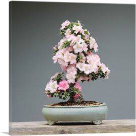 Printed Photograph of Bonsai, Japanese Tree-1-Panel-26x26x.75 Thick