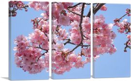 Cherry Blossom Branch-3-Panels-90x60x1.5 Thick