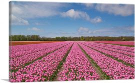 Pink Tulips Field-1-Panel-40x26x1.5 Thick