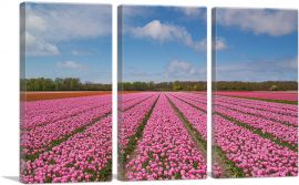 Pink Tulips Field-3-Panels-90x60x1.5 Thick