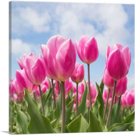 Pink Tulips Closeup-1-Panel-26x26x.75 Thick