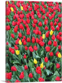 Netherlands, Red and Yellow Tulips-1-Panel-18x12x1.5 Thick