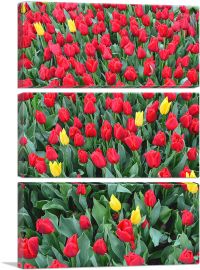 Netherlands, Red and Yellow Tulips-3-Panels-90x60x1.5 Thick