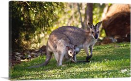 Native Australians Wallaby Mother and Baby-1-Panel-40x26x1.5 Thick