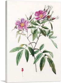 Rosa Hudsoniana Salicifolia-1-Panel-12x8x.75 Thick