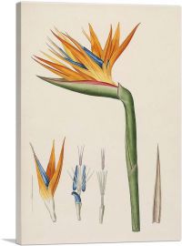 Bird Of Paradise Flower 1802-1-Panel-26x18x1.5 Thick