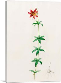 Canada Lily-1-Panel-12x8x.75 Thick