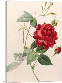 Les Roses 1817-1-Panel-12x8x.75 Thick