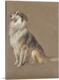 Expectant Collie-1-Panel-18x12x1.5 Thick
