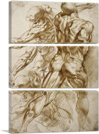 Anatomical Studies 1605-3-Panels-60x40x1.5 Thick