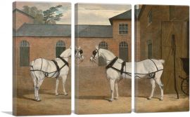 Grey Carriage Horses in the Coachyard at Putteridge Bury Hertfordshire-3-Panels-60x40x1.5 Thick