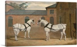 Grey Carriage Horses in the Coachyard at Putteridge Bury Hertfordshire-1-Panel-12x8x.75 Thick