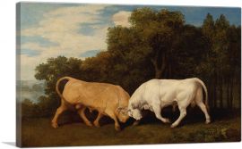 Bulls Fighting 1786-1-Panel-18x12x1.5 Thick