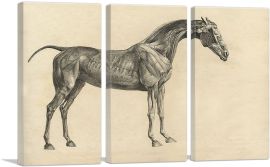 The Anatomy Of The Horse-3-Panels-90x60x1.5 Thick