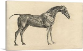 The Anatomy Of The Horse-1-Panel-60x40x1.5 Thick