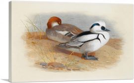A Pair Of Smew Ducks 1899-1-Panel-18x12x1.5 Thick