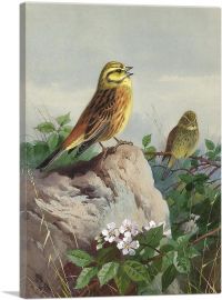 A Pair Of Yellowhammers 1914