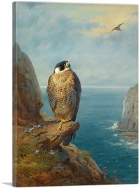 A Peregrine Falcon Perched On a Sea Cliff 1921-1-Panel-40x26x1.5 Thick
