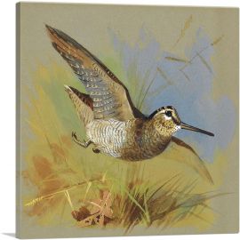A Woodcock In Flight-1-Panel-18x18x1.5 Thick