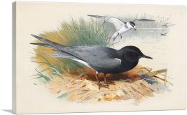 Black Tern Great Shearwater-1-Panel-26x18x1.5 Thick