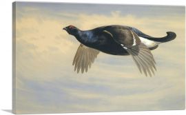 Blackcock In Flight
