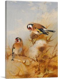 Bullfinches 1908