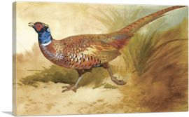 Cock Pheasant 1889