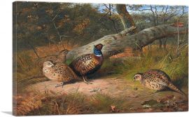 Fallen Beech A Cock And Three Hen Pheasants With Wasp-1-Panel-26x18x1.5 Thick