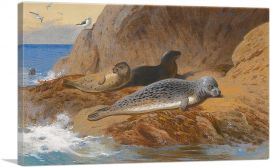 Grey And Harbour Seals At Rest 1912-1-Panel-18x12x1.5 Thick