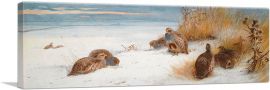 A Covey Of Grey Partridges In a Winter Landscape 1904