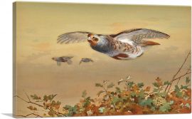 Partridge In Flight 1898-1-Panel-40x26x1.5 Thick