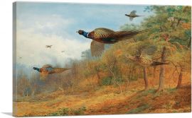 Pheasants Breaking Out Of Cover 1908-1-Panel-12x8x.75 Thick