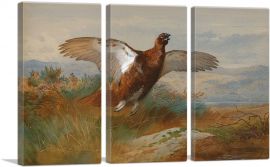 Red Grouse In Flight 1899-3-Panels-60x40x1.5 Thick