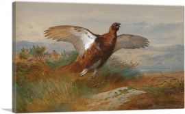 Red Grouse In Flight 1899-1-Panel-18x12x1.5 Thick