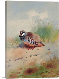 Red-Legged Partridge 1907