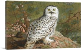 A Female Snowy Owl 1889-1-Panel-26x18x1.5 Thick