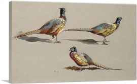 Studies Of a Cock Pheasant-1-Panel-12x8x.75 Thick