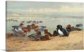 Teal Tufted Ducks And Widgeon 1912-1-Panel-26x18x1.5 Thick