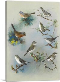 Warbler and Wrens 1913-1-Panel-26x18x1.5 Thick
