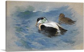 A Pair Of Elder Ducks 1917-1-Panel-26x18x1.5 Thick