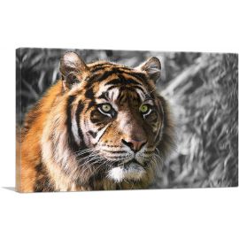 Tiger With Green Eyes In Jungle