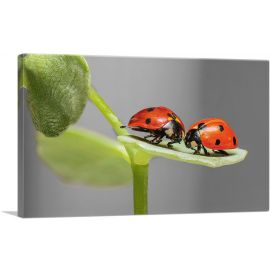Two Ladybugs Bugs On A Leaf